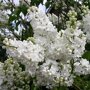 Syringa vulgaris 'Mme Lemoine'