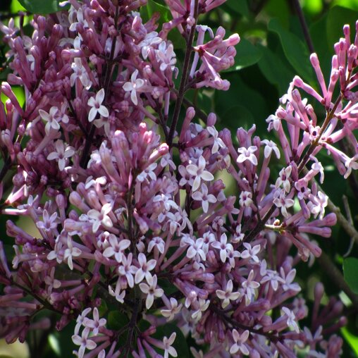 Syringa meyeri 'Palibin'