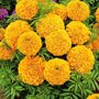 Tagetes patula nana Petite Orange