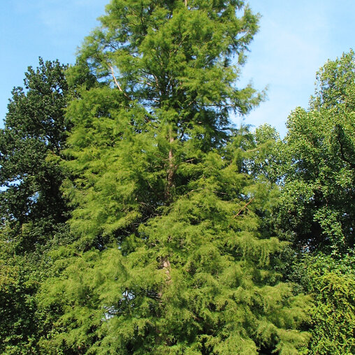 Taxodium distichum