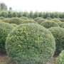 Taxus bol