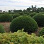 Taxus bol
