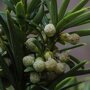 Taxushaag (Taxus baccata) bloei