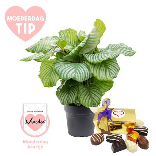 Moederdag verwenpakket Pauwenplant