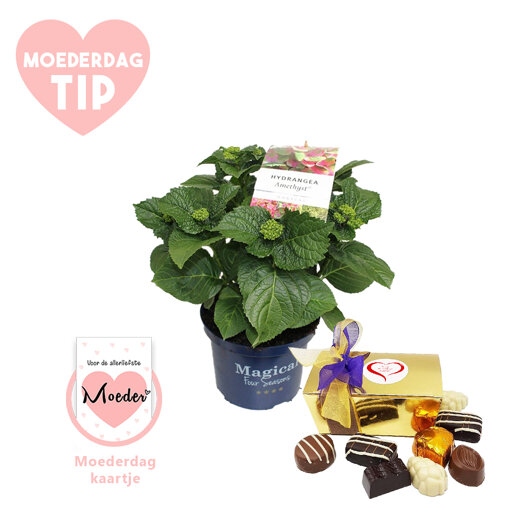Moederdag verwenpakket Hortensia XXL