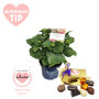 Moederdag verwenpakket Hortensia XXL