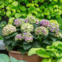 Hydrangea macrophylla 'Magical Amethyst'