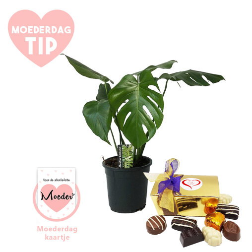 Moederdag verwenpakket Gatenplant