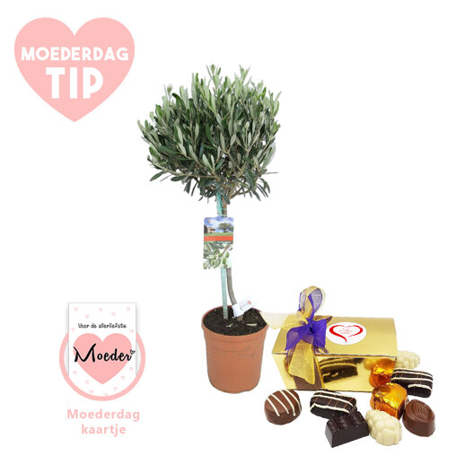 Moederdag verwenpakket Olijfboom
