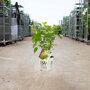 2x Hortensia 'Annabelle' 10 - 20 cm in pot