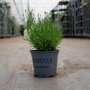 6x Lavendel 10 - 20 cm in pot
