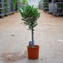 1x Olijfboom op stam 20 - 40 cm