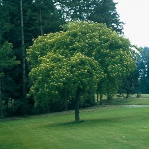 Tetradium Euodia danielii