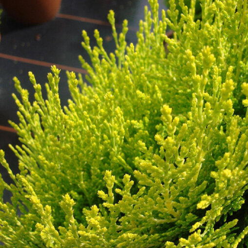 thuja aurea nana bladvorm