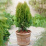 thuja- aurea nana in pot