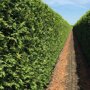 QuickHedge Coniferenhaag 'Brabant' zomer
