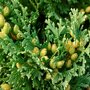 Thuja occidentalis 'Holmstrup'
