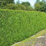 Thuja plicata 'Excelsa'