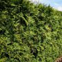 QuickHedge Coniferenhaag 'Martin' zomer