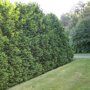 Thuja occidentalis 'Brabant'
