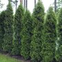 Thuja occidentalis 'Holmstrup'