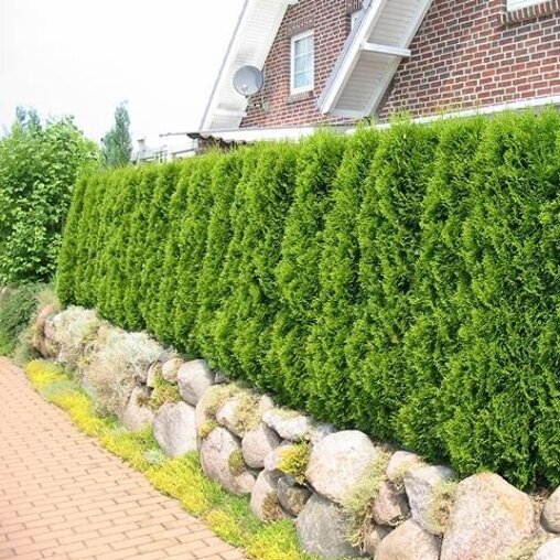 Thuja occidentalis 'Smaragd'