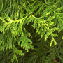 Thuja plicata 'Atrovirens'
