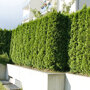 Thuja plicata 'Gelderland'
