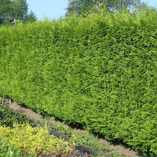 Thuja plicata 'Gelderland'