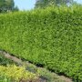 Thuja plicata 'Gelderland'