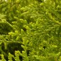 Thuja plicata 'Gelderland'