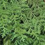 Thuja plicata 'Martin'