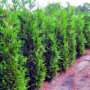 Thuja plicata 'Martin'
