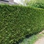 Thuja plicata 'Martin'