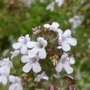 Thymus vulgaris (tijm) bloem close-up