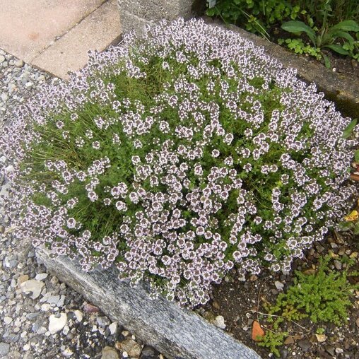 Thymus vulgaris (tijm)