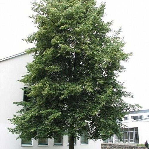 Tilia cordata 'Böhlje'