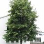 Tilia cordata 'Böhlje'
