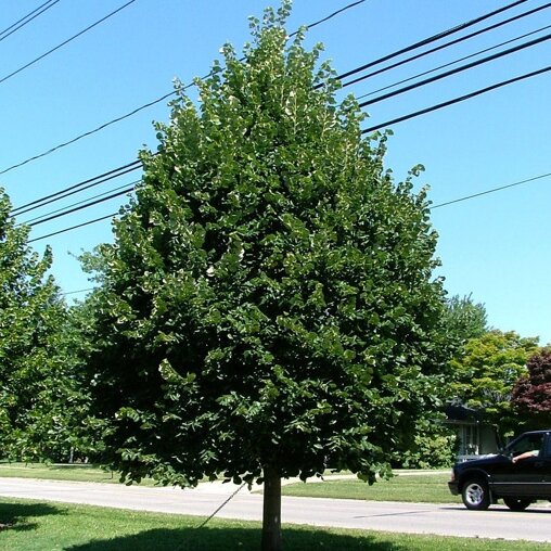 Tilia cordata 'Greenspire'