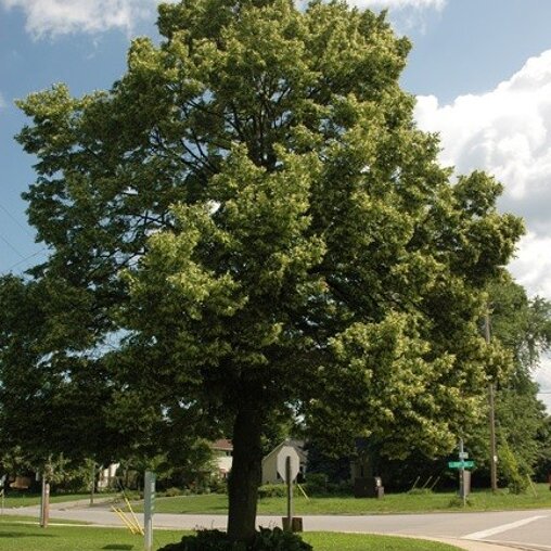 Tilia cordata 'Rancho'
