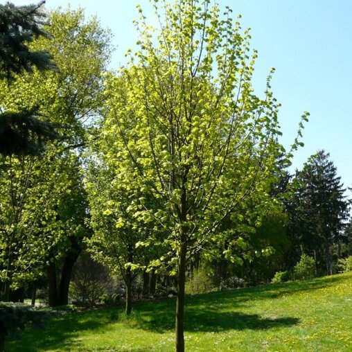 Tilia cordata 'Roelvo'1