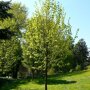 Tilia cordata 'Roelvo'1