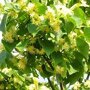 Tilia cordata 'Roelvo'
