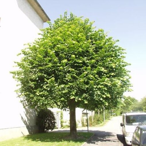 Tilia europaea 'Euchlora'