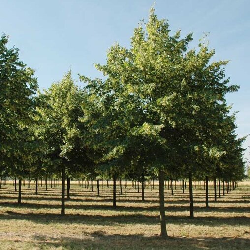 Tilia europaea 'Pallida'