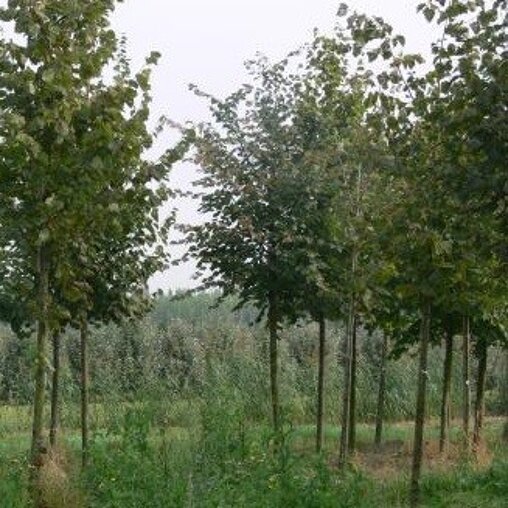 Tilia europaea 'Zwarte linde'
