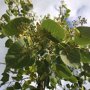 Tilia henryana