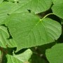 Tilia platyphyllos