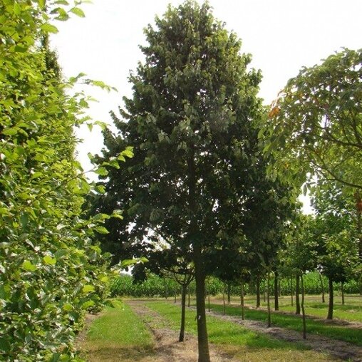 Tilia tomentosa 'Brabant'