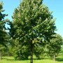 Tilia tomentosa 'Szeleste'